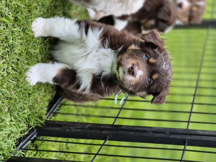 Australian Shepherd Welpen mit ASCA Papieren
