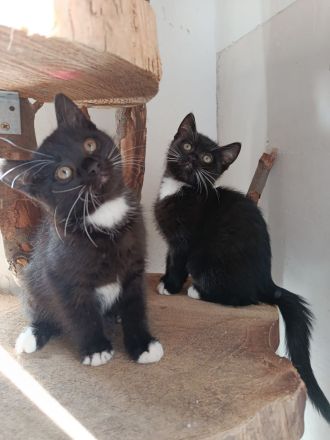 Unsere Kitten packen bereits ihr Köfferchen für den Umzug