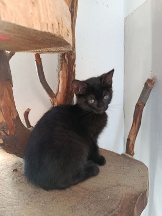 Unsere Kitten packen bereits ihr Köfferchen für den Umzug