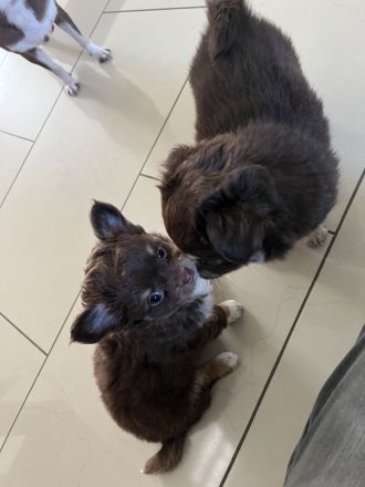 Zuckersüße Chihuahua Welpen