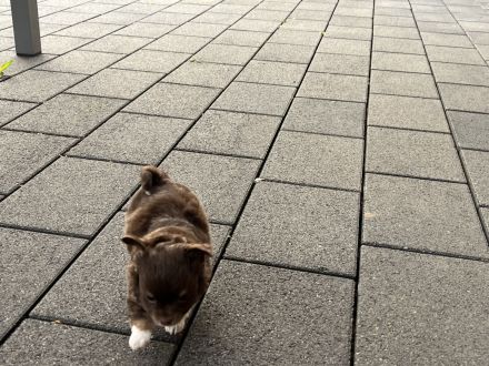 Zuckersüße Chihuahua Welpen