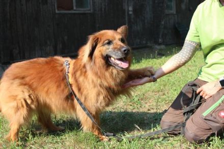 Knut, Harzer Fuchs-Terrier-Mischling,geb 2013, nur für Hundeprofis