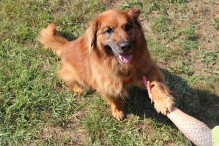 Knut, Harzer Fuchs-Terrier-Mischling,geb 2013, nur für Hundeprofis