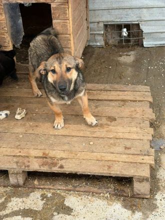 Cujo sucht sein Für-immer-Zuhause