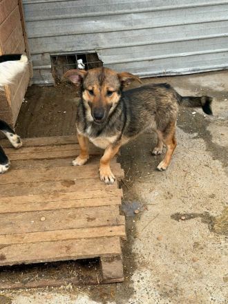 Cujo sucht sein Für-immer-Zuhause