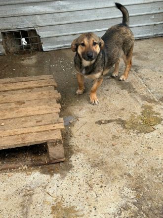 Cujo sucht sein Für-immer-Zuhause