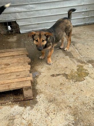 Cujo sucht sein Für-immer-Zuhause