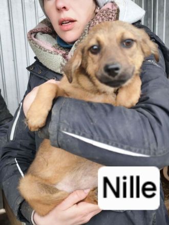 Nille sucht ihr Für-immer-Zuhause