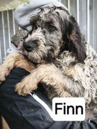 Finn sucht sein Für-immer-Zuhause