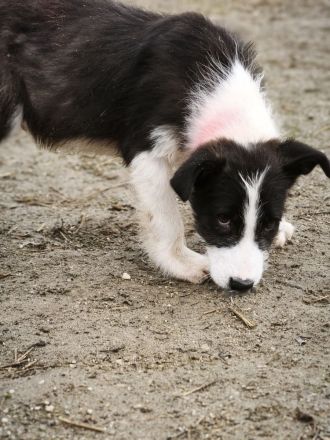 Buddy sucht sein Für-immer-Zuhause