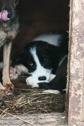 Buddy sucht sein Für-immer-Zuhause