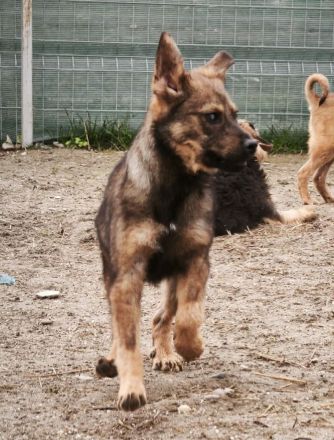 Mitschko sucht sein Für-immer-Zuhause