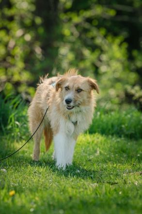 Roxy auf Pflegestelle in 86316 Friedberg sucht ihr Für-immer-Zuhause