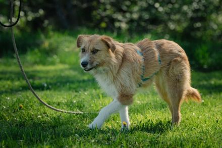 Roxy auf Pflegestelle in 86316 Friedberg sucht ihr Für-immer-Zuhause