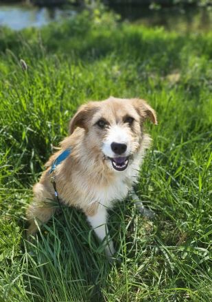 Roxy auf Pflegestelle in 86316 Friedberg sucht ihr Für-immer-Zuhause