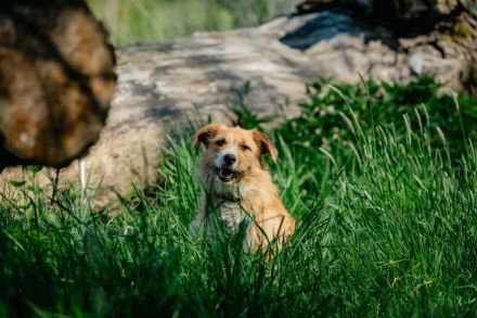 Roxy auf Pflegestelle in 86316 Friedberg sucht ihr Für-immer-Zuhause