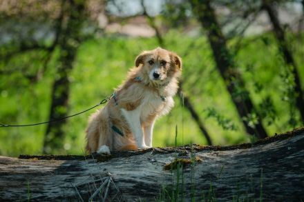Roxy auf Pflegestelle in 86316 Friedberg sucht ihr Für-immer-Zuhause