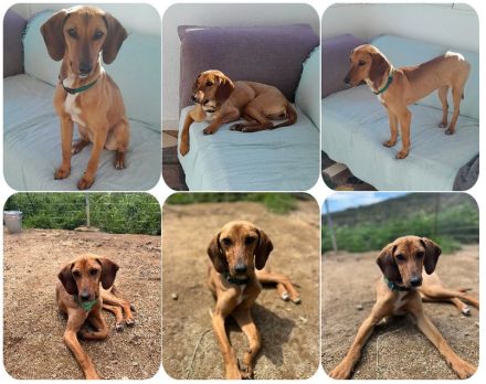 Missy – loyale Partnerin sucht ihre Lieblingsmenschen