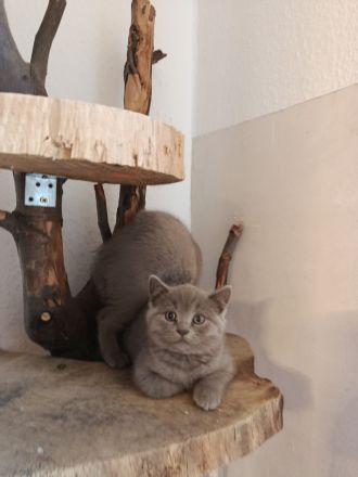 BKH Kitten suchen zum 19.05.26 ein liebevolles Zuhause
