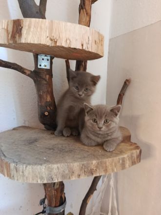 BKH Kitten suchen zum 19.05.26 ein liebevolles Zuhause