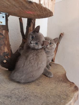 BKH Kitten suchen zum 19.05.26 ein liebevolles Zuhause