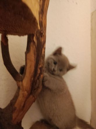 BKH Kitten suchen zum 19.05.26 ein liebevolles Zuhause