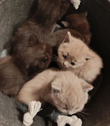 BKH Kitten suchen zum 19.05.26 ein liebevolles Zuhause