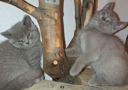 BKH Kitten suchen zum 19.05.26 ein liebevolles Zuhause