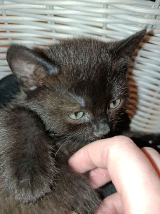 Ab sofort abzugeben 3 Kitten