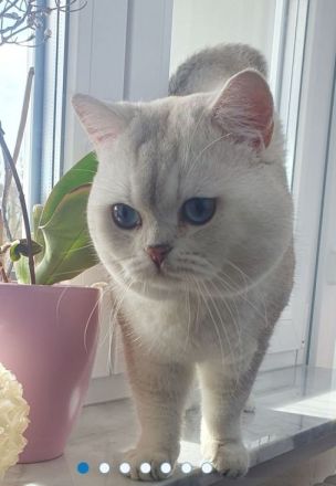 Unternehmungslustige Britisch Kurzhaar BKH Kitten silver und golden tabby, reinrassig o.P.