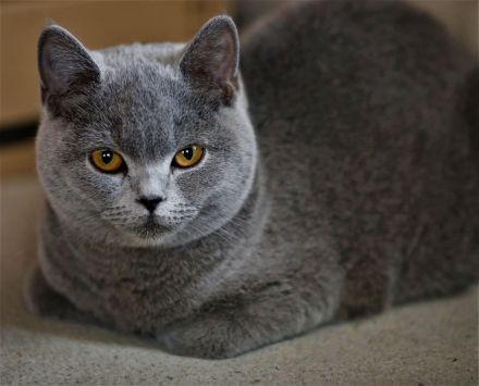 Unternehmungslustige Britisch Kurzhaar BKH Kitten silver und golden tabby, reinrassig o.P.