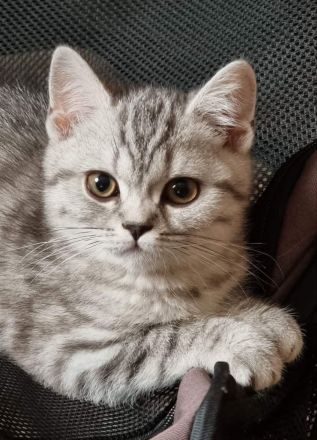 Unternehmungslustige Britisch Kurzhaar BKH Kitten silver und golden tabby, reinrassig o.P.