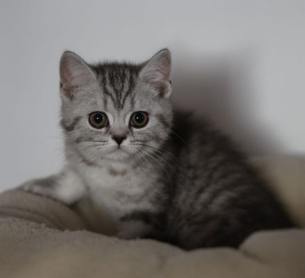 Unternehmungslustige Britisch Kurzhaar BKH Kitten silver und golden tabby, reinrassig o.P.