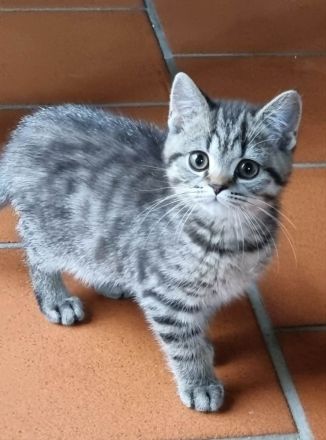 Unternehmungslustige Britisch Kurzhaar BKH Kitten silver und golden tabby, reinrassig o.P.