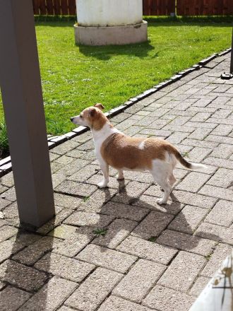 Jack-a-Poo Welpen