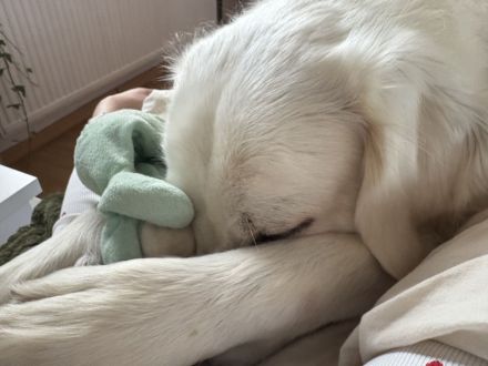 Mumpitz sucht ein neues, liebevolles Zuhause