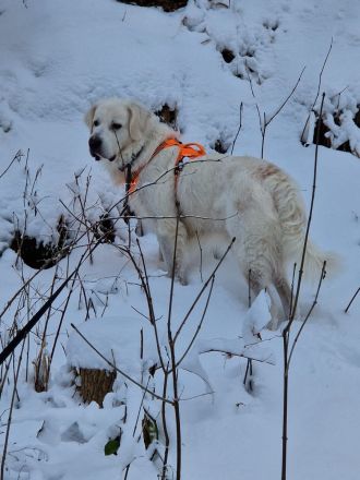 Mumpitz sucht ein neues, liebevolles Zuhause