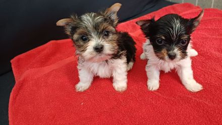 Bieweryorkshireterrier Rüden