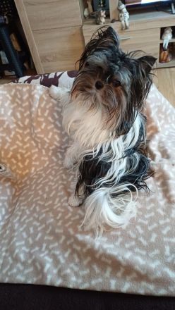 Bieweryorkshireterrier Rüden