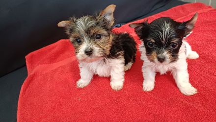 Bieweryorkshireterrier Rüden