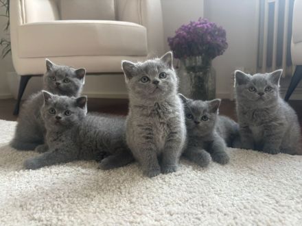 BKH Kitten