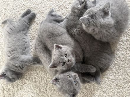 BKH Kitten