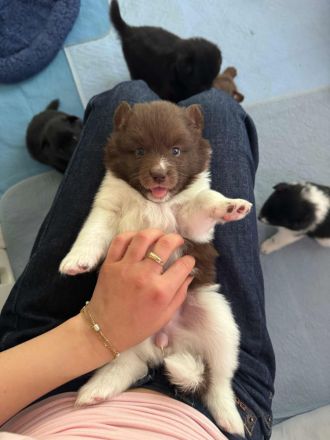 Unsere flauschigen Wächter sind da! Spitz Großspitz spitzwelpen Welpen