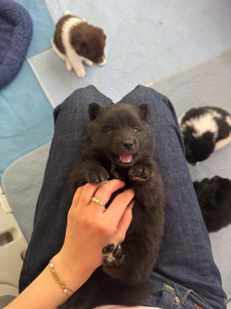 Unsere flauschigen Wächter sind da! Spitz Großspitz spitzwelpen Welpen