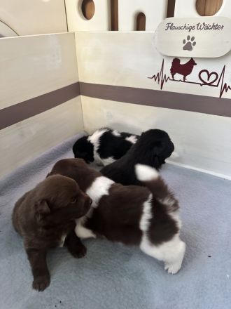 Unsere flauschigen Wächter sind da! Spitz Großspitz spitzwelpen Welpen