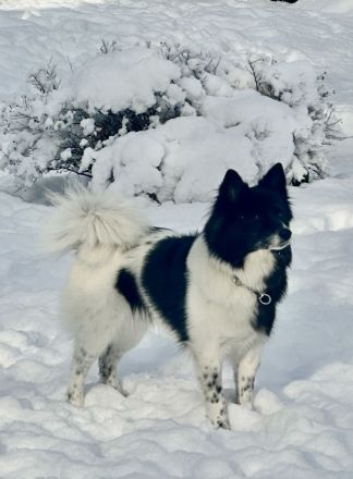 Unsere flauschigen Wächter sind da! Spitz Großspitz spitzwelpen Welpen