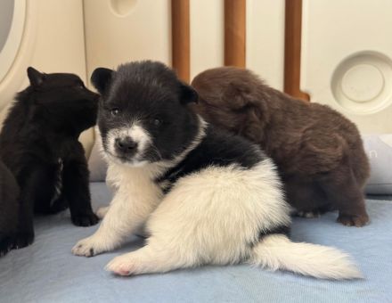 Unsere flauschigen Wächter sind da! Spitz Großspitz spitzwelpen Welpen