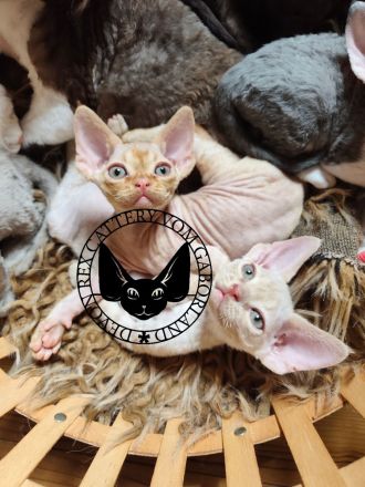 Zuckersüße Devon Rex Kitten (Red & Creme) suchen ihr Für-Immer-Zuhause!