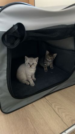 Weißes Siam Kitten sucht liebevolles Zuhause