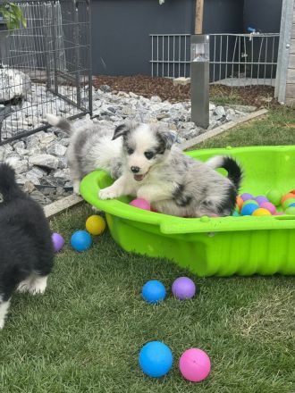 Border Collie noch 2 Rüden